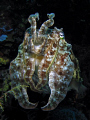   Cuttlefish taken Wakatobi Canon S70  